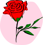 red-rose-2